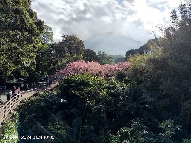 2024淡水天元宮櫻花季,01/31即時花況|活動日期:20
