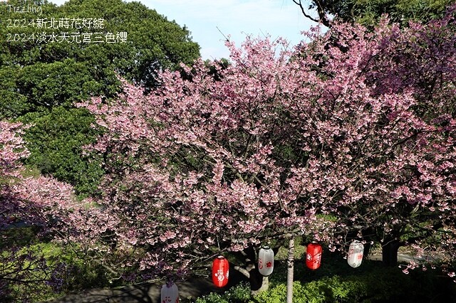 2024淡水天元宮櫻花季,01/31即時花況|活動日期:20