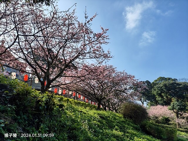2024淡水天元宮櫻花季,01/31即時花況|活動日期:20