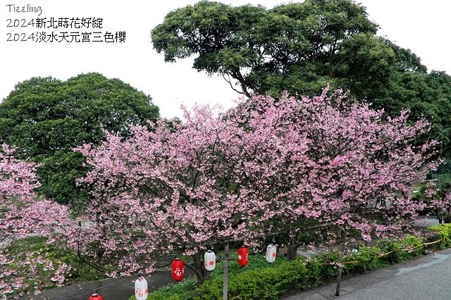 2024淡水天元宮櫻花季,01/31即時花況|活動日期:20