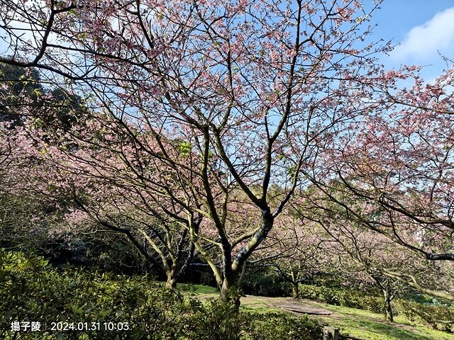 2024淡水天元宮櫻花季,01/31即時花況|活動日期:20