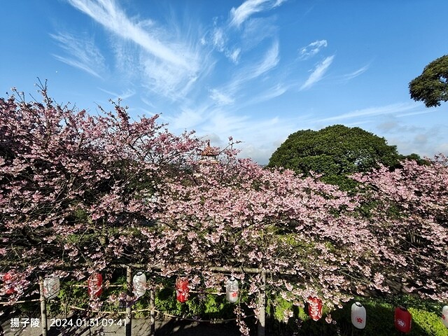 2024淡水天元宮櫻花季,01/31即時花況|活動日期:20