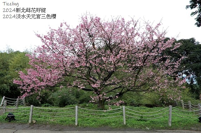 2024淡水天元宮櫻花季,01/31即時花況|活動日期:20