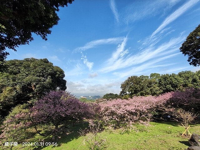2024淡水天元宮櫻花季,01/31即時花況|活動日期:20