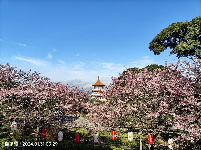 2024淡水天元宮櫻花季,01/31即時花況|活動日期:20