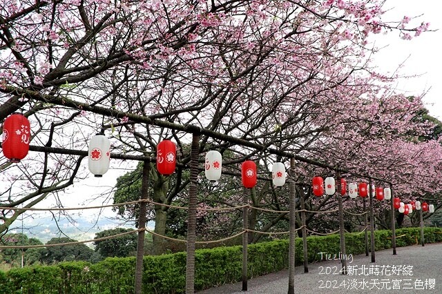 2024淡水天元宮櫻花季,01/31即時花況|活動日期:20