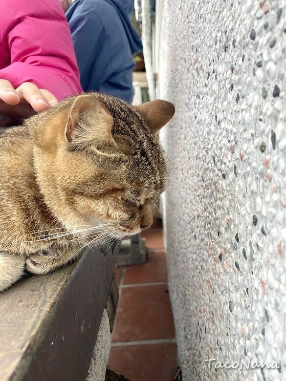 新北市瑞芳區【新北瑞芳】猴硐貓村喵星人敲可愛!寧靜小鎮裡看煤礦歷史,靜享美好時光!交通、景點