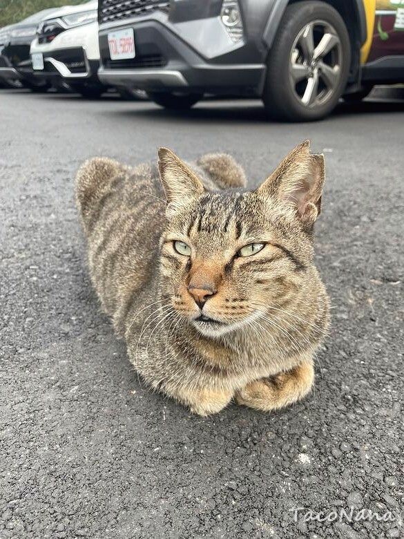 新北市瑞芳區【新北瑞芳】猴硐貓村喵星人敲可愛!寧靜小鎮裡看煤礦歷史,靜享美好時光!交通、景點