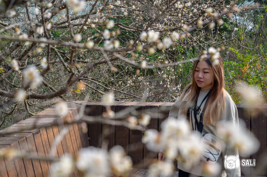 嘉義特色漫遊這樣玩|162觀光軸線旅程,太平雲梯、雲之南茶園步道、太平老街、阿里山小火車,賞梅品茶,入住特色民宿 - 莎笠,小日子