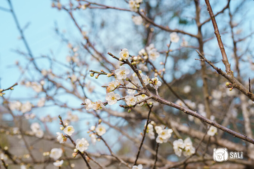 嘉義特色漫遊這樣玩|162觀光軸線旅程,太平雲梯、雲之南茶園步道、太平老街、阿里山小火車,賞梅品茶,入住特色民宿 - 莎笠,小日子