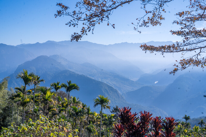 嘉義特色漫遊這樣玩|162觀光軸線旅程,太平雲梯、雲之南茶園步道、太平老街、阿里山小火車,賞梅品茶,入住特色民宿 - 莎笠,小日子