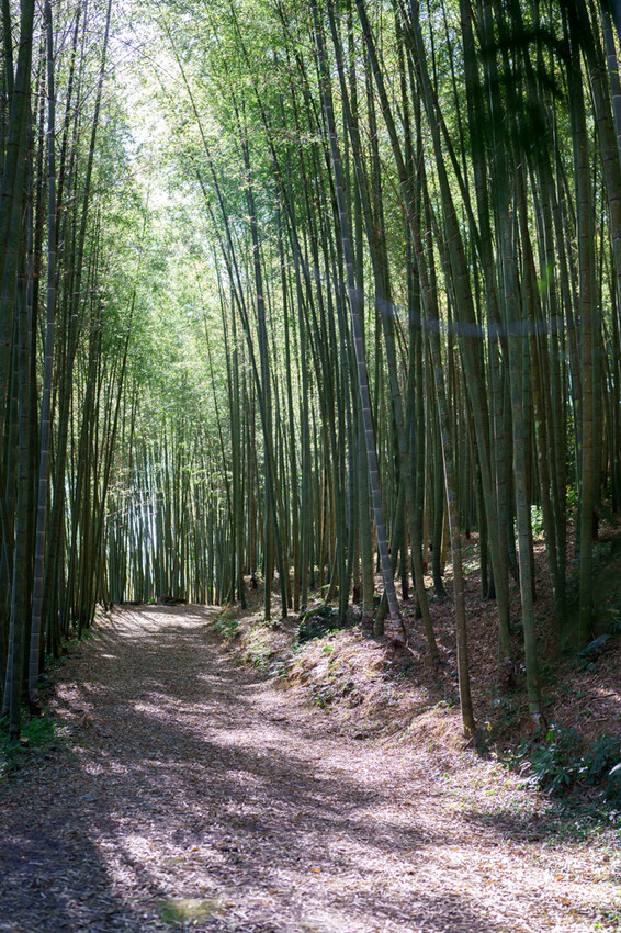 嘉義特色漫遊這樣玩|162觀光軸線旅程,太平雲梯、雲之南茶園步道、太平老街、阿里山小火車,賞梅品茶,入住特色民宿 - 莎笠,小日子