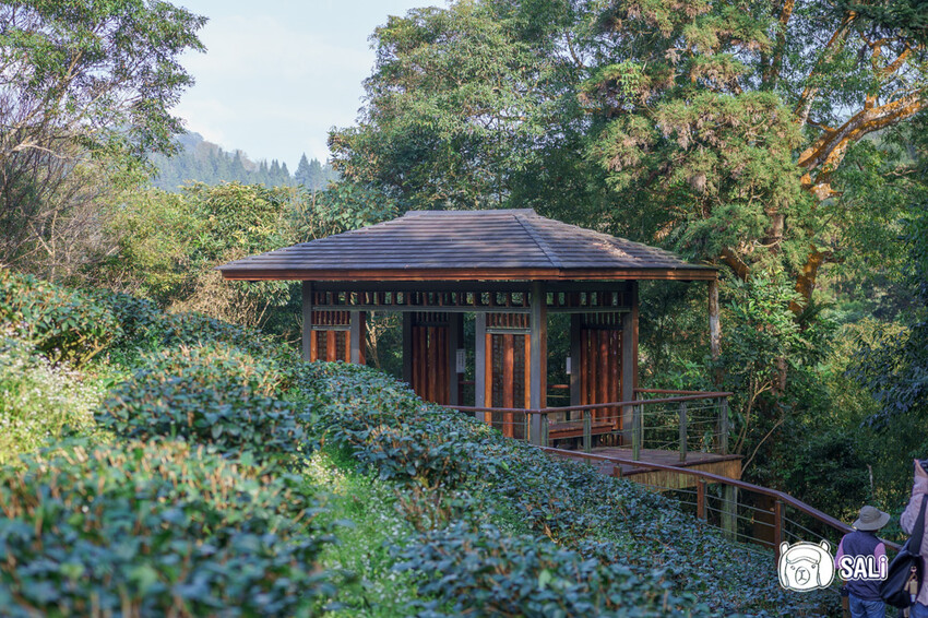 嘉義特色漫遊這樣玩|162觀光軸線旅程,太平雲梯、雲之南茶園步道、太平老街、阿里山小火車,賞梅品茶,入住特色民宿 - 莎笠,小日子