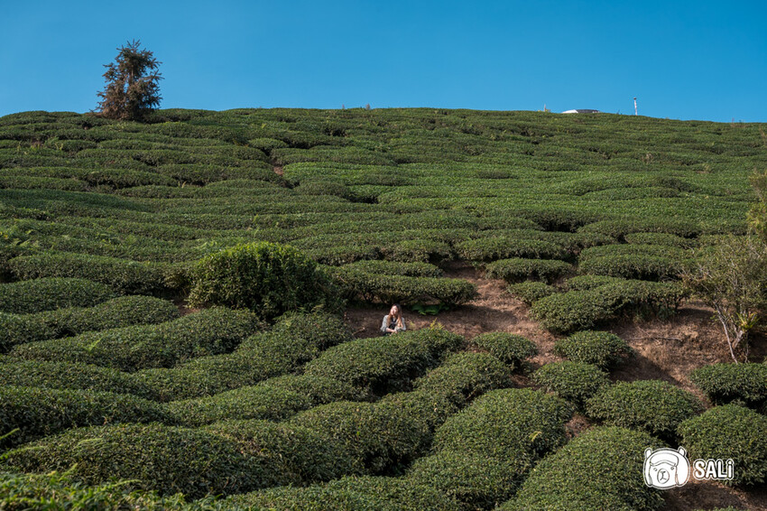 嘉義特色漫遊這樣玩|162觀光軸線旅程,太平雲梯、雲之南茶園步道、太平老街、阿里山小火車,賞梅品茶,入住特色民宿 - 莎笠,小日子