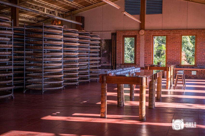 嘉義特色漫遊這樣玩|162觀光軸線旅程,太平雲梯、雲之南茶園步道、太平老街、阿里山小火車,賞梅品茶,入住特色民宿 - 莎笠,小日子