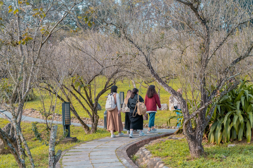 嘉義特色漫遊這樣玩|162觀光軸線旅程,太平雲梯、雲之南茶園步道、太平老街、阿里山小火車,賞梅品茶,入住特色民宿 - 莎笠,小日子