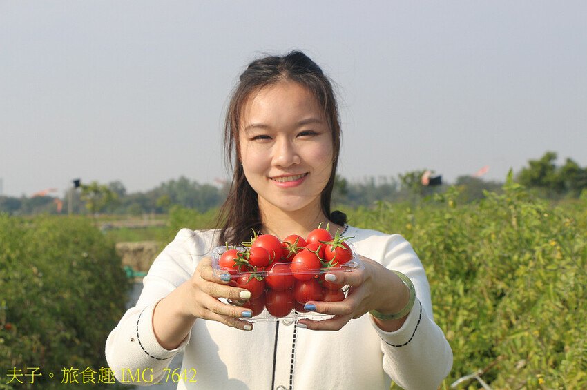 鹽水小鎮輕旅行 番茄採果 X 鹽水意麵 X 鹽水武廟 X 台 鹽水小鎮輕旅行 番茄採果 X 鹽水意麵 X 鹽水武廟 X 台