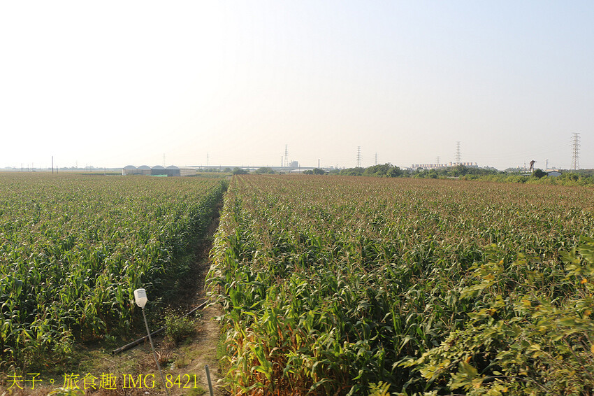 台糖勝利號 國寶級內燃動力客車 懷舊體驗