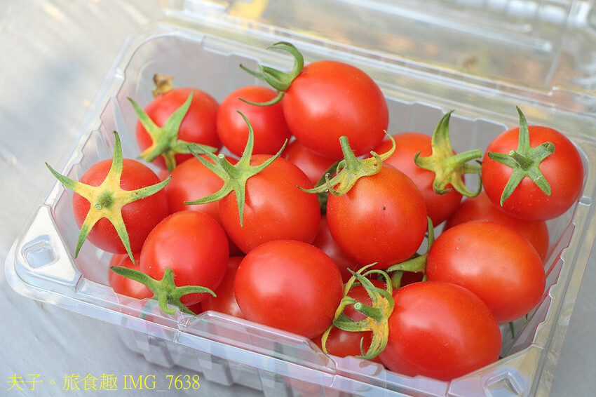 鹽水小鎮輕旅行 番茄採果 X 鹽水意麵 X 鹽水武廟 X 台 鹽水小鎮輕旅行 番茄採果 X 鹽水意麵 X 鹽水武廟 X 台