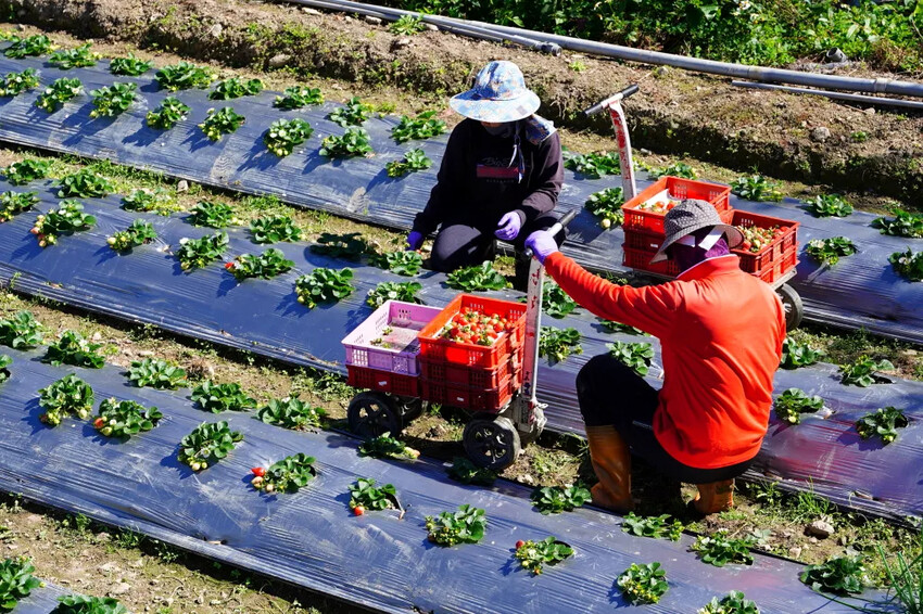 南投縣信義鄉兩津草莓園｜草坪頭園區唯一草莓園，來買草莓和吃草莓冰淇淋喔！