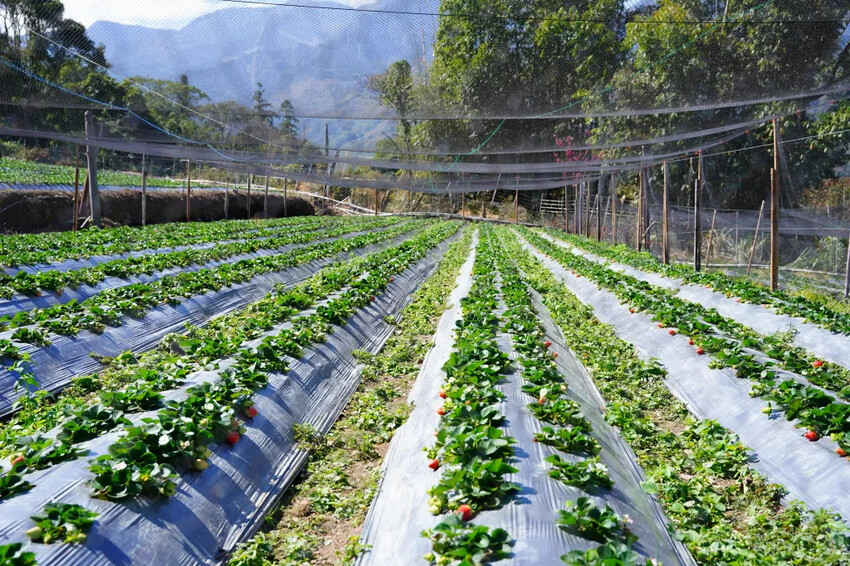 南投縣信義鄉兩津草莓園｜草坪頭園區唯一草莓園，來買草莓和吃草莓冰淇淋喔！