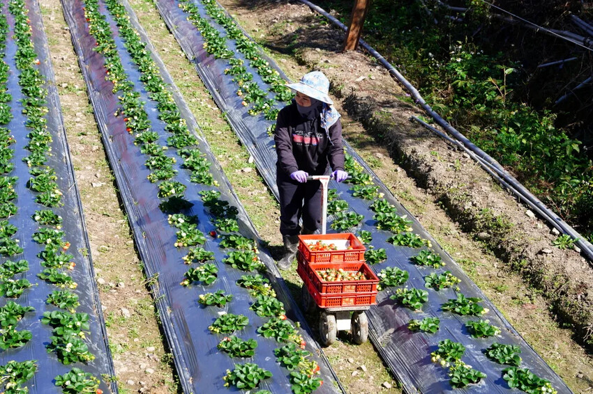 南投縣信義鄉兩津草莓園｜草坪頭園區唯一草莓園，來買草莓和吃草莓冰淇淋喔！