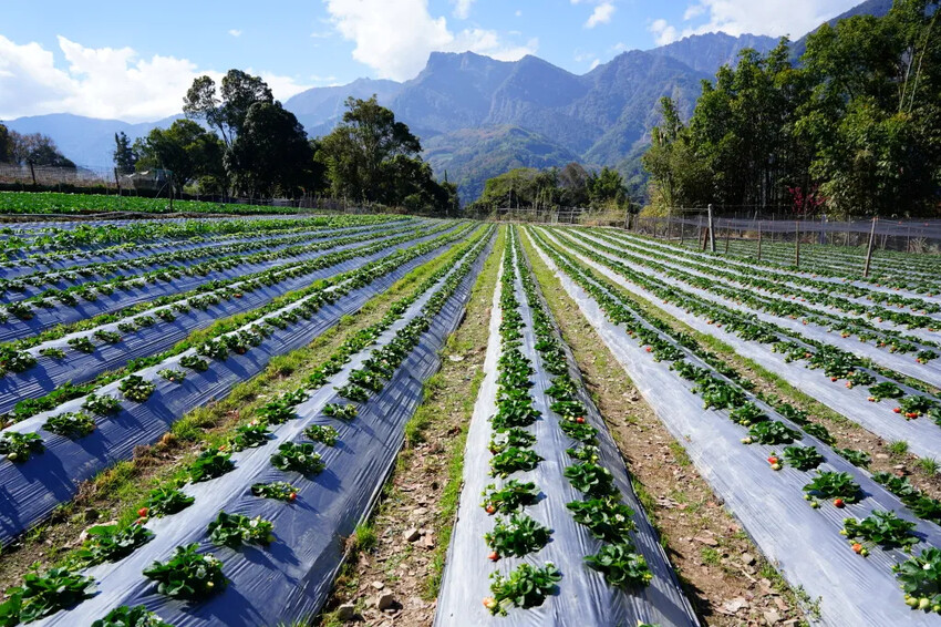 南投縣信義鄉兩津草莓園｜草坪頭園區唯一草莓園，來買草莓和吃草莓冰淇淋喔！