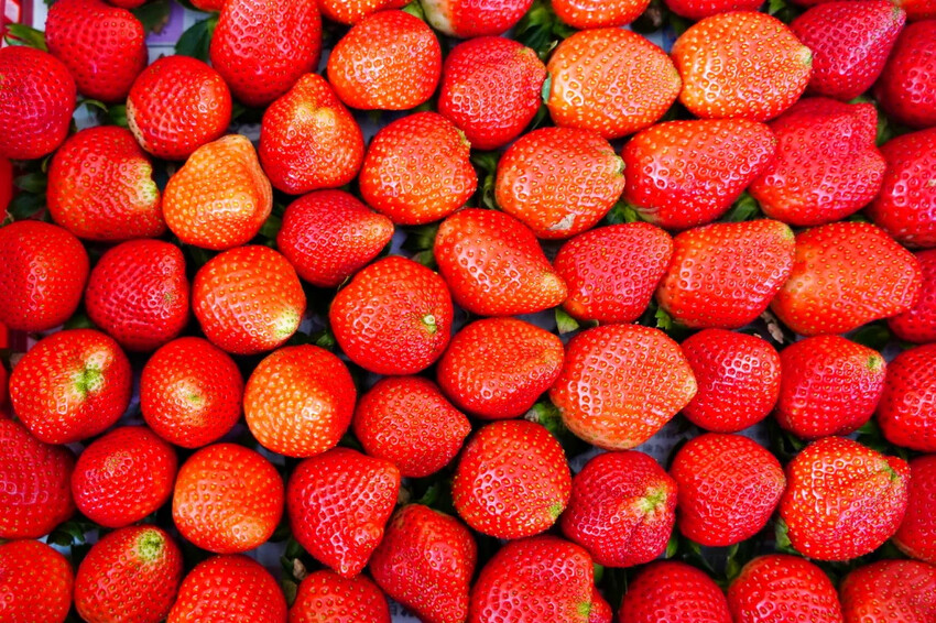 南投縣信義鄉兩津草莓園｜草坪頭園區唯一草莓園，來買草莓和吃草莓冰淇淋喔！