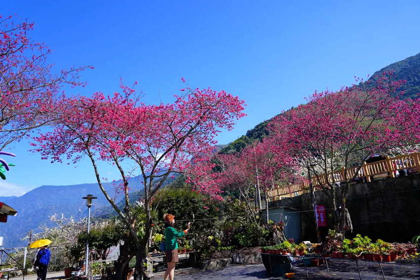 南投縣信義鄉兩津草莓園｜草坪頭園區唯一草莓園，來買草莓和吃草莓冰淇淋喔！