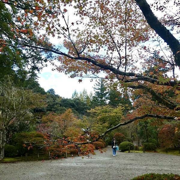 日本日本北陸旅遊/日本JR新幹線北陸段之旅/11-12月楓紅時推薦可以來米其林推薦的絕美紅葉/千年美麗的古寺-那谷