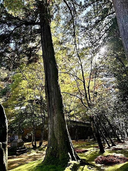 日本日本北陸旅遊/日本JR新幹線北陸段之旅/11-12月楓紅時推薦可以來米其林推薦的絕美紅葉/千年美麗的古寺-那谷