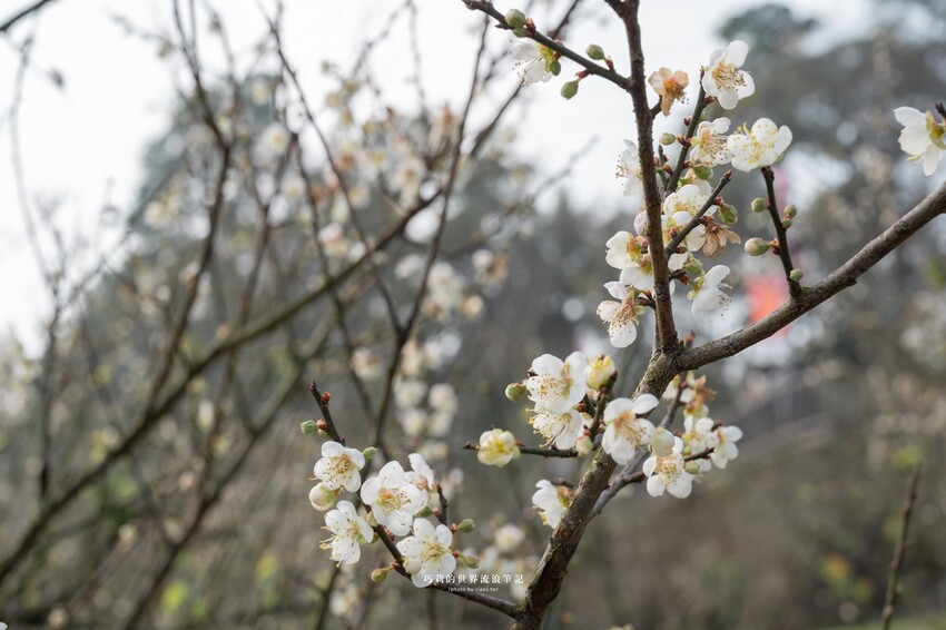 漫遊嘉義162觀光軸線｜串聯大林、梅山太平一日四季五感體驗，品文學賞梅花，沐浴雲海茶香，特色民宿兩天一夜這樣玩！