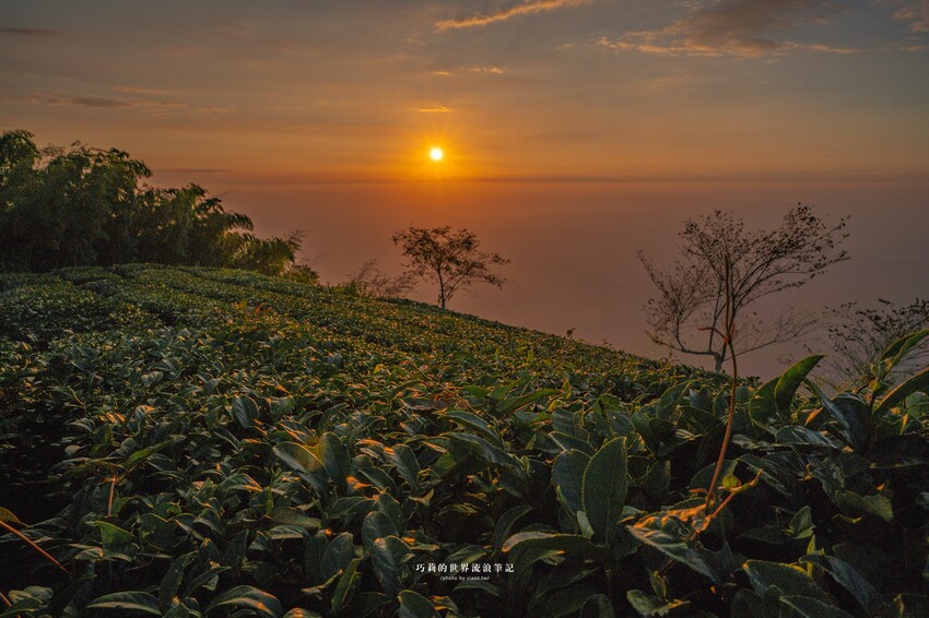 漫遊嘉義162觀光軸線｜串聯大林、梅山太平一日四季五感體驗，品文學賞梅花，沐浴雲海茶香，特色民宿兩天一夜這樣玩！