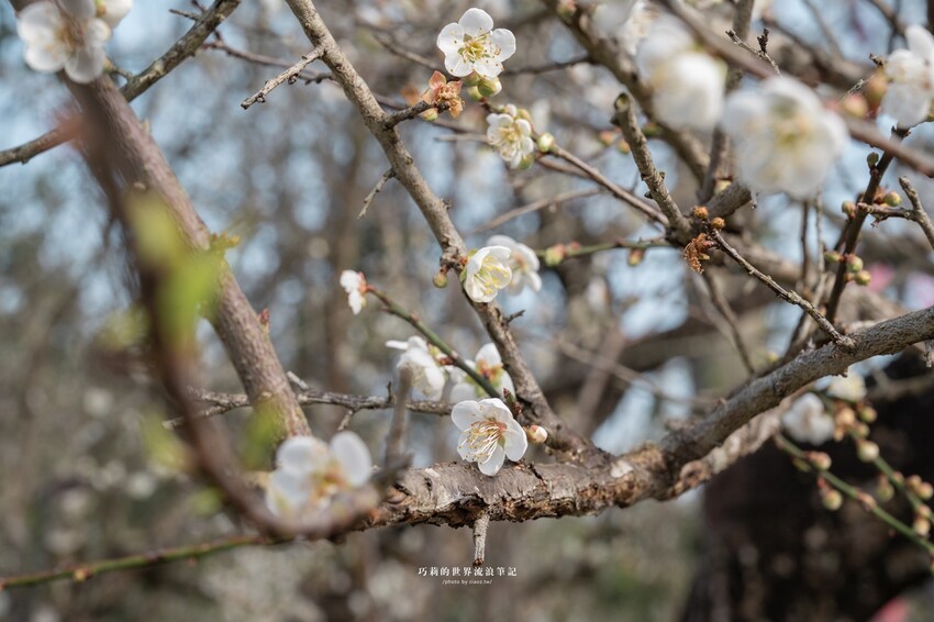 漫遊嘉義162觀光軸線｜串聯大林、梅山太平一日四季五感體驗，品文學賞梅花，沐浴雲海茶香，特色民宿兩天一夜這樣玩！