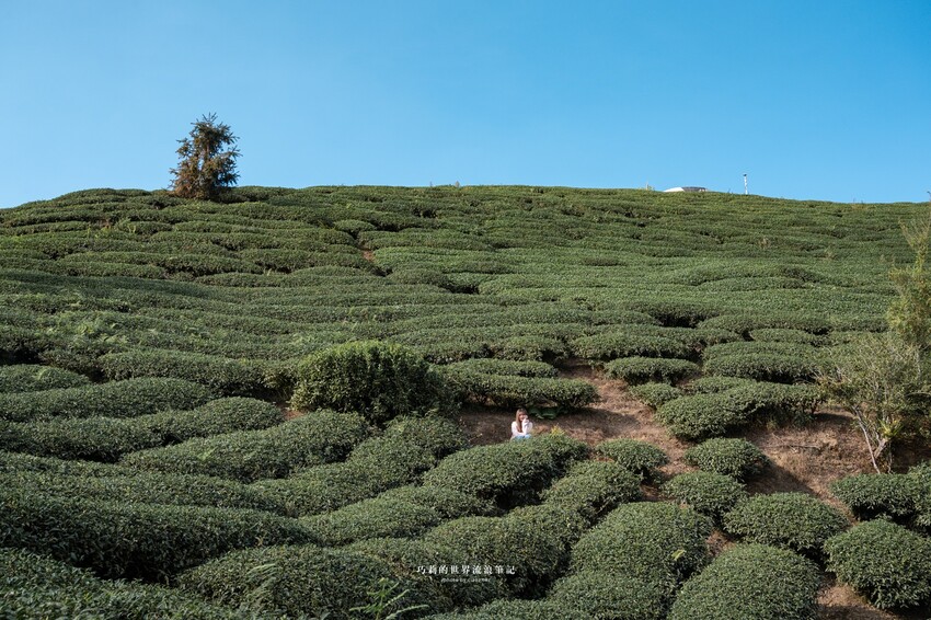 漫遊嘉義162觀光軸線｜串聯大林、梅山太平一日四季五感體驗，品文學賞梅花，沐浴雲海茶香，特色民宿兩天一夜這樣玩！