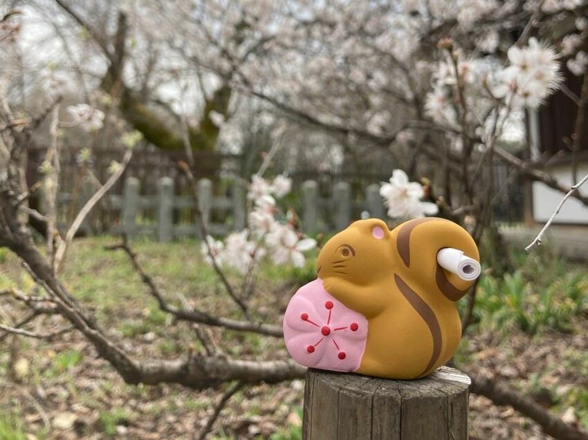 日本可愛動物御神籤、追星必去車折神社，還有…？京都8家必去特色寺廟與神社