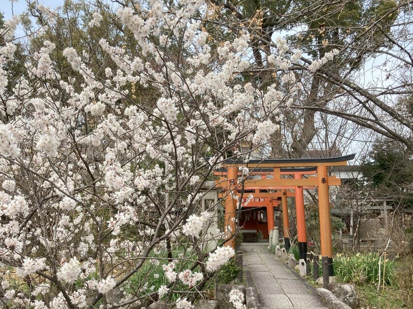 日本可愛動物御神籤、追星必去車折神社，還有…？京都8家必去特色寺廟與神社