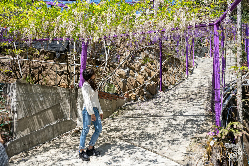 瑞里紫藤花季 | 阿里山紫藤花季不能錯過瑞里！超多花點讓你一路拍不完～ | 捲毛阿偉