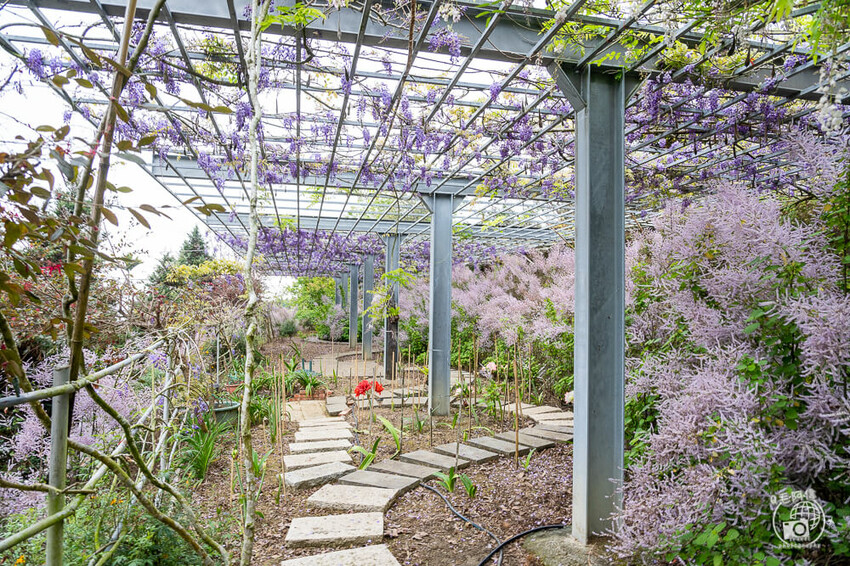 瑞里紫藤花季 | 阿里山紫藤花季不能錯過瑞里！超多花點讓你一路拍不完～ | 捲毛阿偉