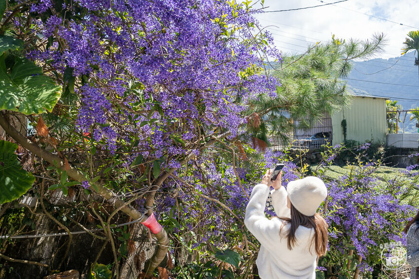 瑞里紫藤花季 | 阿里山紫藤花季不能錯過瑞里！超多花點讓你一路拍不完～ | 捲毛阿偉