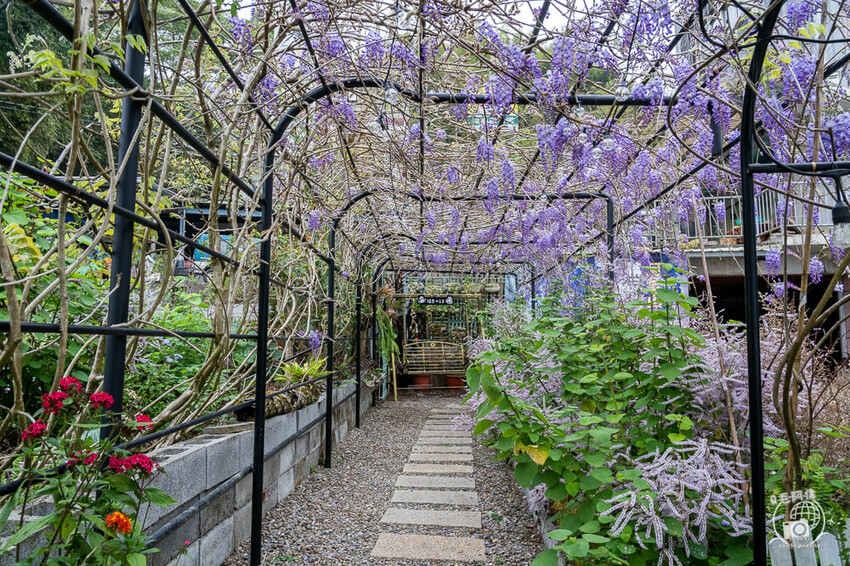 瑞里紫藤花季 | 阿里山紫藤花季不能錯過瑞里！超多花點讓你一路拍不完～ | 捲毛阿偉