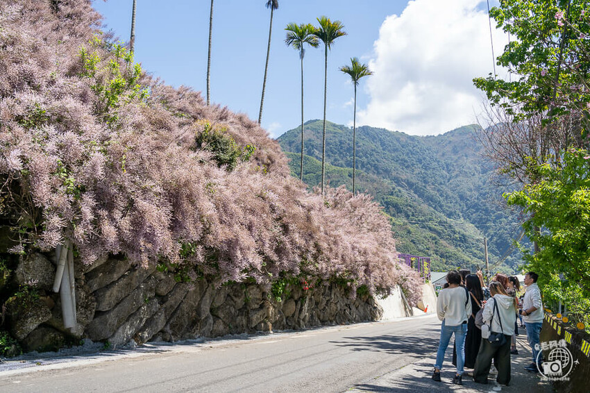 瑞里紫藤花季 | 阿里山紫藤花季不能錯過瑞里！超多花點讓你一路拍不完～ | 捲毛阿偉