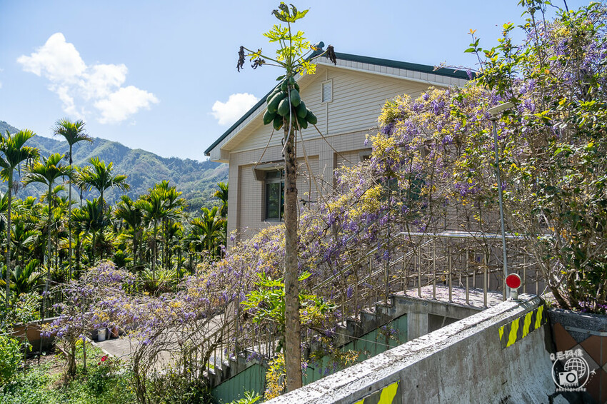 瑞里紫藤花季 | 阿里山紫藤花季不能錯過瑞里！超多花點讓你一路拍不完～ | 捲毛阿偉