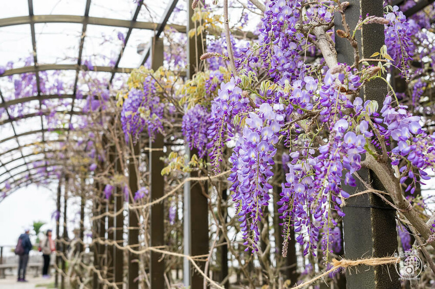 瑞里紫藤花季 | 阿里山紫藤花季不能錯過瑞里！超多花點讓你一路拍不完～ | 捲毛阿偉