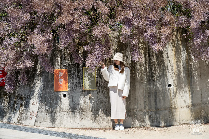 瑞里紫藤花季 | 阿里山紫藤花季不能錯過瑞里！超多花點讓你一路拍不完～ | 捲毛阿偉