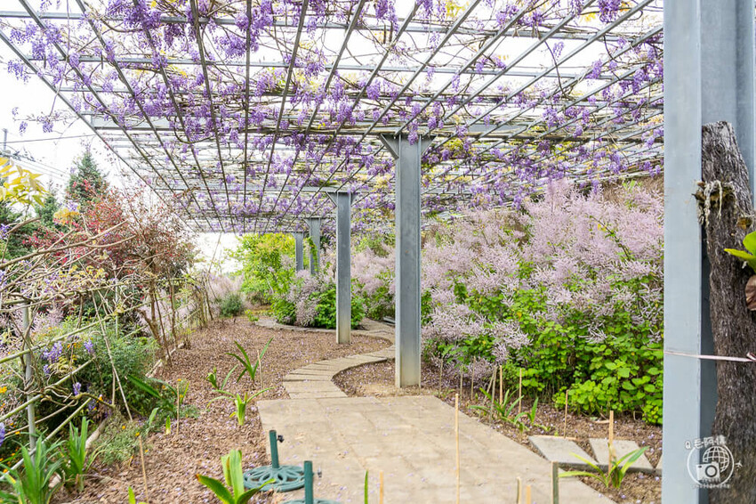 瑞里紫藤花季 | 阿里山紫藤花季不能錯過瑞里！超多花點讓你一路拍不完～ | 捲毛阿偉