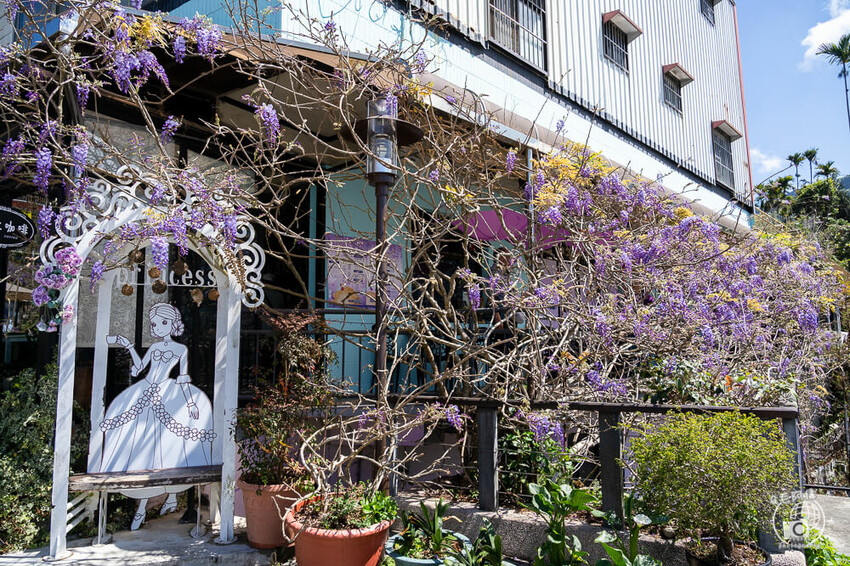 瑞里紫藤花季 | 阿里山紫藤花季不能錯過瑞里！超多花點讓你一路拍不完～ | 捲毛阿偉