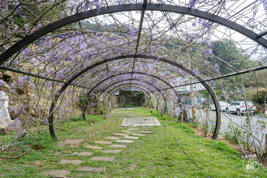 瑞里紫藤花季 | 阿里山紫藤花季不能錯過瑞里！超多花點讓你一路拍不完～ | 捲毛阿偉