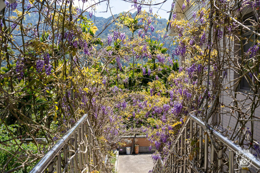 瑞里紫藤花季 | 阿里山紫藤花季不能錯過瑞里！超多花點讓你一路拍不完～ | 捲毛阿偉