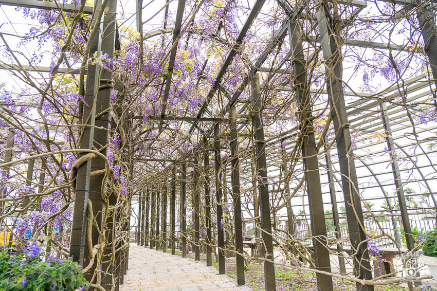 瑞里紫藤花季 | 阿里山紫藤花季不能錯過瑞里！超多花點讓你一路拍不完～ | 捲毛阿偉